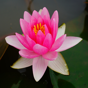 Nymphaea '<span class=keywords><strong>Rembrandt</strong></span>' - una pianta acquatica adatta per laghetti da giardino e serre - Ninfea '<span class=keywords><strong>Rembrandt</strong></span>' - Product Image 2