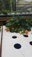 Planche de plantation de riz flottante XPS/EPS DWC radeaux hydroponiques flottants