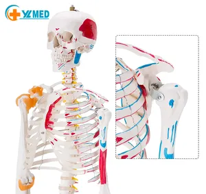 Esqueleto natural de 180cm para enseñanza de ciencia médica, modelo de esqueleto humano de PVC para enseñanza de anatomía