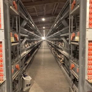 Système de cages à poulets en couches de type H durable pour élevages avicoles commerciaux avec équipement d'alimentation automatique et de retrait des excréments - Product Image 6