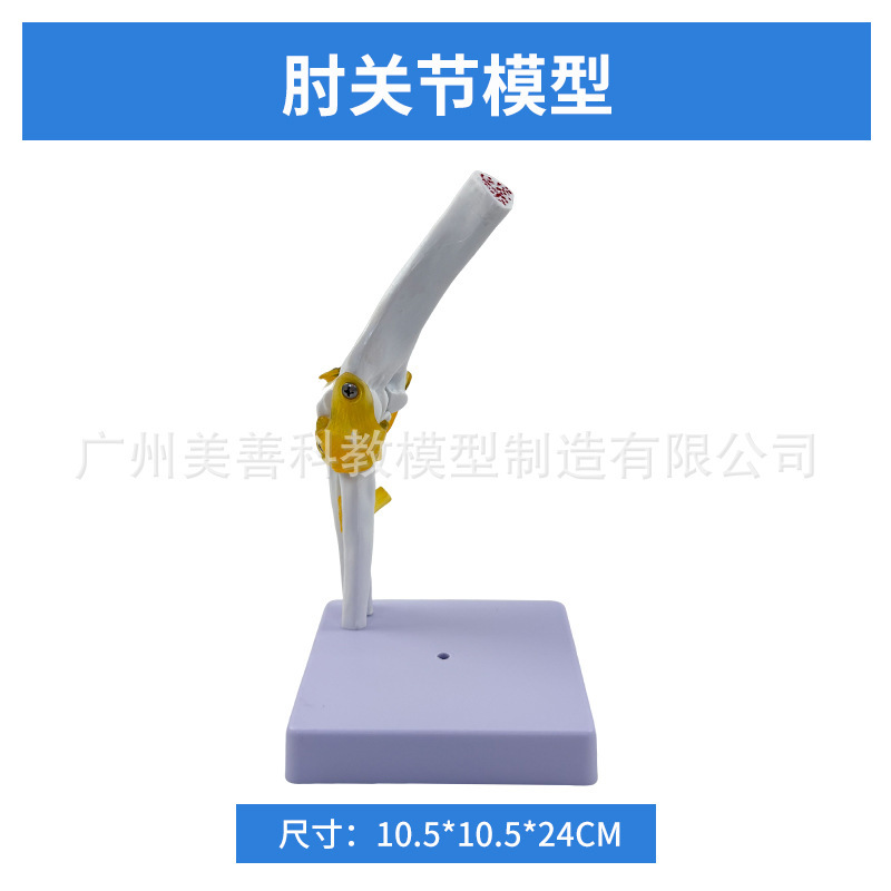 elbow joint