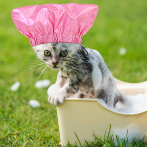Pet Shower Cap For Dog Waterproof Head Cover Bath Hat Small Size Polyester Material - Product Image 2