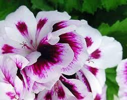 Venta caliente del precio al por mayor pelargonium <span class=keywords><strong>sidoides</strong></span> polvo de extracto de pelargonium <span class=keywords><strong>sidoides</strong></span> - Product Image 3