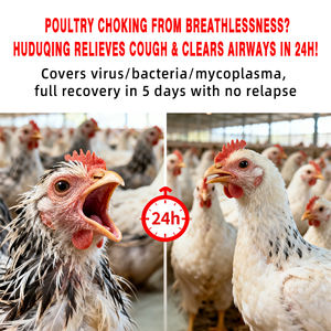 陳園呼吸清涼家禽呼吸器サプリメント（飼料グレードアミノ酸配合）熱を解消し、咳や喘息を緩和します - Product Image 5