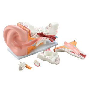 Chất lượng chuyên nghiệp y tế khoa học con người giải phẫu Mô hình bộ xương cho các trường học giáo dục - Product Image 6