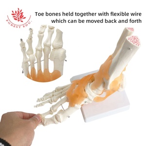 Modè<span class=keywords><strong>le</strong></span> d'articulation humaine Ligament <span class=keywords><strong>Squelette</strong></span> en plastique <span class=keywords><strong>du</strong></span> genou, main, <span class=keywords><strong>pied</strong></span>, hanche, épaule, os <span class=keywords><strong>du</strong></span> coude Ressources pédagogiques - Product Image 5