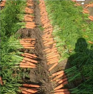 Nouvelle <span class=keywords><strong>saison</strong></span> carotte fraîche pour la vente <span class=keywords><strong>de</strong></span> Orange carotte ferme naturelle douce carotte fraîche <span class=keywords><strong>de</strong></span> Chine - Product Image 2