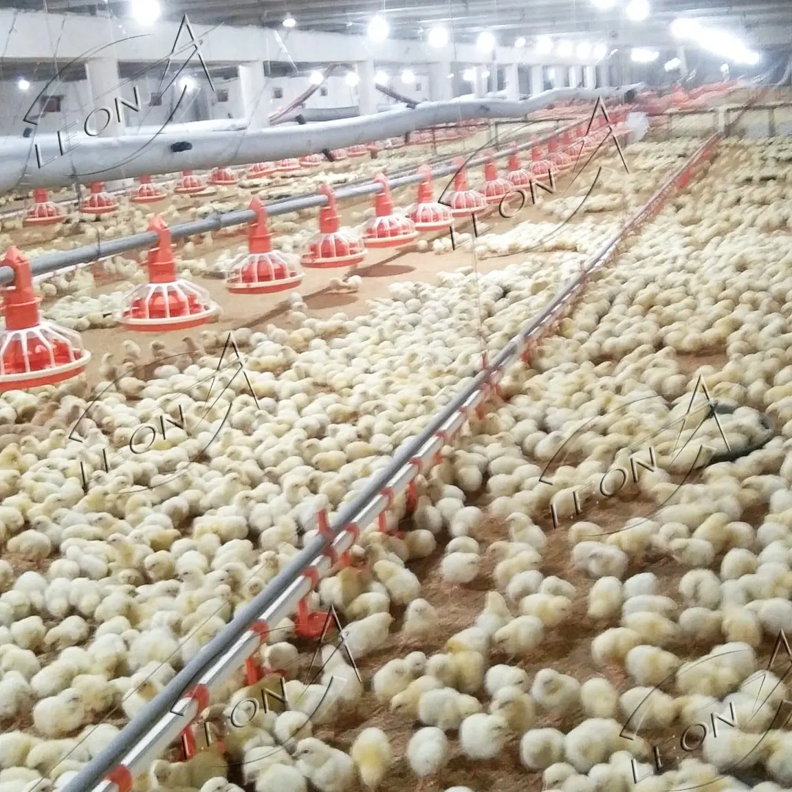 Équipement de ferme de poulet automatique à bas prix pour volaille