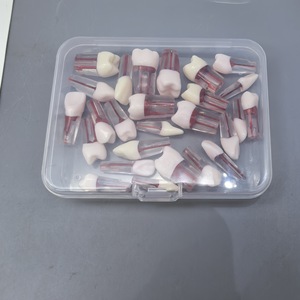 Modèle anatomique de dents en résine, ensemble de 28 pièces pour l'enseignement dentaire et l'exposition - Product Image 4