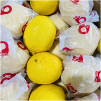 Hoge Kwaliteit Een Verse Citroenrijke Boer China 15Kg/Carton Sic 4.5-6 Cm 5 Maanden Looptijd Fob Cif Cfr September Cn