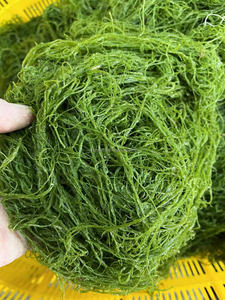 Fournisseur d'usine Naturel Organique Congelé Salé Gracilaria Mousse de Mer Algues Eucheuma Cottonii Qualité d'exportation Approvisionnement Commercial 15KG - Product Image 6