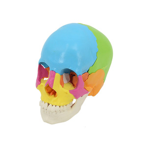 Modelo de <span class=keywords><strong>cráneo</strong></span> <span class=keywords><strong>humano</strong></span> colorido desmontable de 22 piezas, modelo anatómico de <span class=keywords><strong>cráneo</strong></span> de color de tamaño real para ciencia médica - Product Image 5