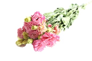 Flores Secas Naturales <span class=keywords><strong>Eustoma</strong></span> <span class=keywords><strong>Grandiflorum</strong></span> Lisianthus en Oferta para Celebraciones de Navidad y Halloween - Product Image 4