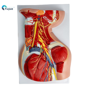 首の深い筋肉 & 神経血管の解剖学モデル-医療教育援助 - Product Image 1