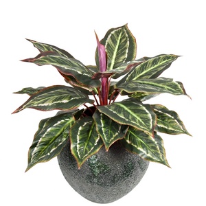 19 <span class=keywords><strong>foglie</strong></span> grandi <span class=keywords><strong>foglie</strong></span> di seta autunnali piante artificiali di Aglaonema per la decorazione della parete - Product Image 1