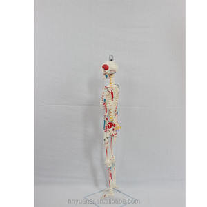 Oferta Especial Buen Precio Modelo de Esqueleto Humano de PVC de 170 cm (66 pulgadas) a Tamaño Real para Enseñanza, Suministros Médicos - Product Image 2