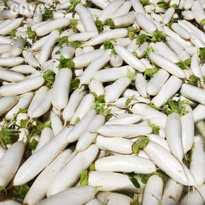 <span class=keywords><strong>Radis</strong></span> blancs coupés IQF <span class=keywords><strong>de</strong></span> Chine, qualité surgelée fraîche, approvisionnement en vrac, idéal pour l'exportation et la transformation alimentaire - Product Image 3