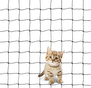 Red de Protección para Gatos, Red de Seguridad para Balcones, Red de Seguridad de Plástico Anti-Mordidas para Mascotas - Product Image 1