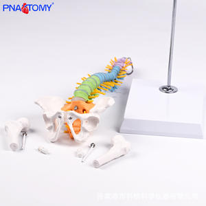 Modèle anatomique de colonne vertébrale flexible colorée de 50 cm, os du bassin, fémur, <span class=keywords><strong>squelette</strong></span> humain, outil d'enseignement médical, vertèbres <span class=keywords><strong>cervicales</strong></span> - Product Image 4