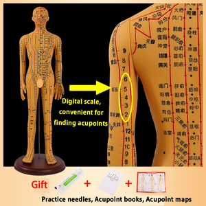 Acupuncture 62CM et point de moxibustion Modèle <span class=keywords><strong>humain</strong></span> <span class=keywords><strong>Corps</strong></span> entier Médecine traditionnelle chinoise Diagramme des douze méridiens - Product Image 3