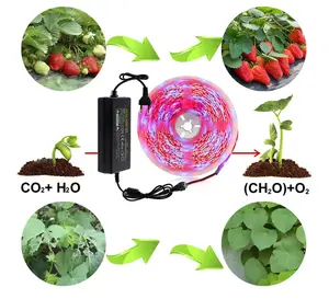 Fábrica personalizada 2835 5050 Ip20 65 planta de semillero de invernadero lámpara de interior hidropónica DC 12V 24V tira Led luces de cultivo