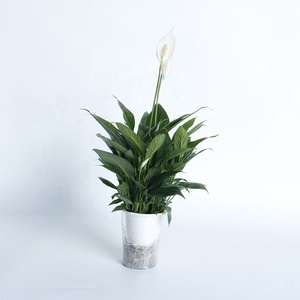 Bunga Anthurium Putih Segar dalam Pot, Batang Panjang, Tanaman Alami untuk Dekorasi Pernikahan, Harga Kompetitif
