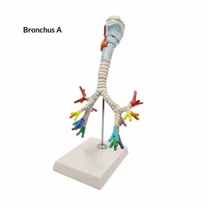 Matériel pédagogique pour le système respiratoire : Throat Heart Lungs, Segments pulmonaires codés par couleur, Structure des organes internes, Poumons malades, Modèle humain - Product Image 6