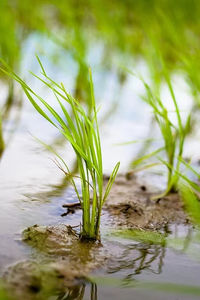 Transplanteur manuel à manivelle <span class=keywords><strong>pour</strong></span> <span class=keywords><strong>semis</strong></span> de riz en papier à 2 rangs, <span class=keywords><strong>petit</strong></span> modèle agricole, vente chaude en Chine - Product Image 3