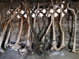 <span class=keywords><strong>Pas</strong></span> <span class=keywords><strong>cher</strong></span> <span class=keywords><strong>aquarium</strong></span> plantes Naturelles - Product Image 4