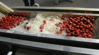 Équipement de lavage de fruits et légumes de type surf CXJ à haut rendement industriel et à faible consommation d'énergie