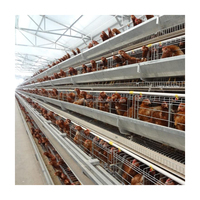 Cage en Batterie Automatique Galvanisée en Acier pour Poulets Pondeurs, Vente Chaude pour Bâtiments d'Élevage de Volaille