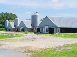 Langlebiges Hühnerstall mit Stahl konstruktion für die Geflügel zucht und das Bauernhaus für die Hühner zucht - Product Image 2