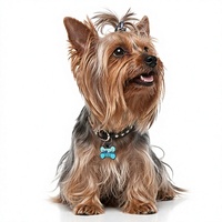 Neue Geräuschlose Knochenförmige Silikon-Hundemarke im Cartoon-Stil mit Individuellem Logo, QR-Code und Beschriftung