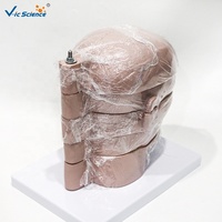Modelo de Cerebro Humano con Sección Horizontal, Modelo Anatómico Transversal del Cerebro para Enseñanza de Radiología, CE/ISO/ROHS/CNAS