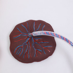 Modelo médico DARHMMY, maniquí de enfermería, modelo de cordón umbilical y placenta neonatal para ciencia médica - Product Image 3