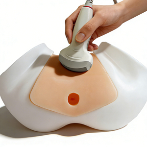 Phantom d'entraînement à l'échographie prostatique, sonde convexe transrectale compatible avec le rectum, la vessie et la vésicule seminale pour la biopsie - Product Image 1