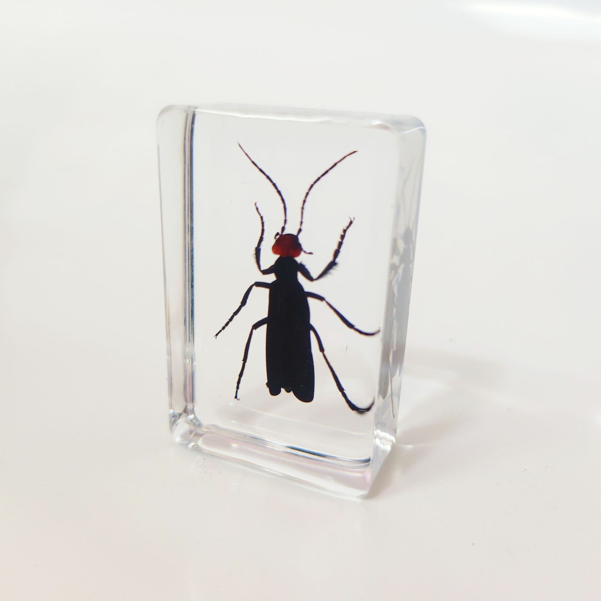 Sp red-headed blister beetle-442916mm
