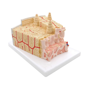 KyrenMed 80X Büyütülmüş Kemik Mikro Anatomi Modeli MİKROanatomi Kemik Yapısı Modeli - Product Image 1