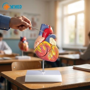 Modelo de Corazón de PVC Médico Directo de Fábrica, Modelo de Órgano de Plástico de Tamaño Natural para Entrenamiento Médico, Maniquí de Descomposición Médica, CE/ISO - Product Image 1