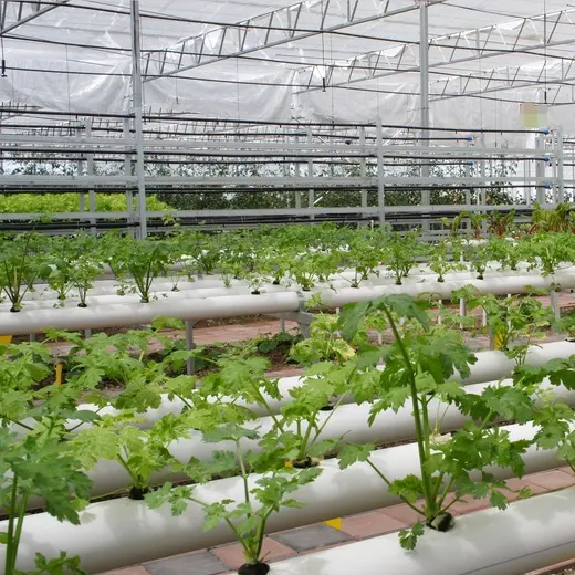 Vertikale landwirtschaft liche Ausrüstung Hydro po nisches Anbaus ystem Dutch Bucket Polycarbonat Tomaten gewächshaus