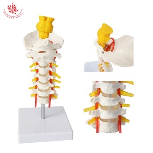 Modelo de columna cervical humana con arteria carótida FRT041, disco intervertebral occipital <span class=keywords><strong>posterior</strong></span> y modelo de <span class=keywords><strong>esqueleto</strong></span> de enseñanza nerviosa - Product Image 2