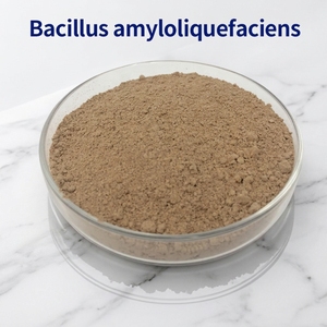 Polvere di Bacillus Amyloliquefaciens (Fermentazione in Stato Solido) 1000 Miliardi/g CFU 98% Tasso di Spore 8% Contenuto d'Acqua da Hubei - Product Image 1