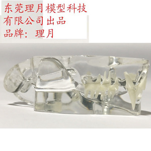 Modèle d'anatomie dentaire féline Ritsuki en résine transparente, mâchoire supérieure et inférieure de chat, spécimen pédagogique vétérinaire taille réelle - Product Image 3