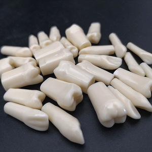 Modelo de Dientes Dentales de Práctica para Enseñanza en Odontología, 32 Piezas, Dientes Falsos de Reemplazo - Product Image 5