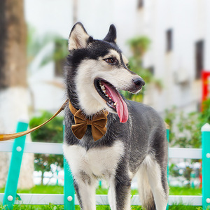Lüks kadife köpek tasması ile gül altın <span class=keywords><strong>Metal</strong></span> toka köpek tasması ile Sailor papyon köpek kurşun - Product Image 6