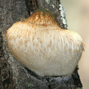 Extracto a granel puro de <span class=keywords><strong>Hericium</strong></span> <span class=keywords><strong>Erinaceus</strong></span> Lions Mane <span class=keywords><strong>Hericium</strong></span> <span class=keywords><strong>Erinaceus</strong></span> - Product Image 3