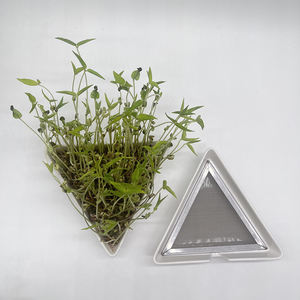 Venta al por mayor Bandejas de germinación de semillas Cuencos de cerámica triangulares con malla de acero Mung Bean Alfalfa Wheatgrass Germinación - Product Image 4