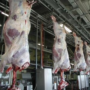 Équipement d'abattage de bétail pour abattoir, matériel de boucherie - Product Image 5