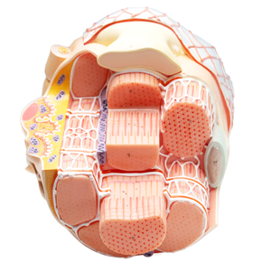 Modelo de Músculo Esquelético de Plástico con Aumento de 40000 Veces, Estructura de Fibra Muscular, Retícula Sarcoplasmática, Miosina, Actina - Product Image 1
