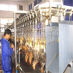 Máquina escaldadora para matadero de aves de corral con matadero de pollos - Product Image 5